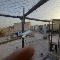 نر وماده سالم همه پرشین یکجفت سرور ویکماده زدی|پرنده|تهران, بازار|دیوار