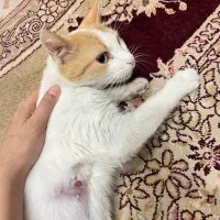 واگذاری فوری رایگان گربه