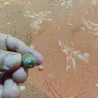 تعدادی سکه و پول نایاب و کمیاب و مهره های گبری|کلکسیون سکه، تمبر، اسکناس|تهران, مولوی|دیوار