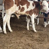 فروش ویژه گوساله های پرواری اصیل|حیوانات مزرعه|بندر ترکمن, |دیوار