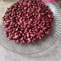 لوبیا قرمز امسالی