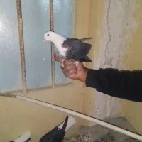 کبوتر دم سفید کربلایی طوقی