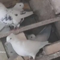 کفتر سفید شیرازی|پرنده|پیر بکران, |دیوار