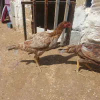 مرغ لاری فروشی