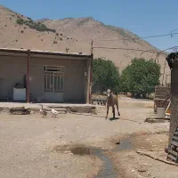 کره نریان نژاد کرد