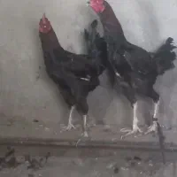 مرغ و خروس|حیوانات مزرعه|نمین, |دیوار