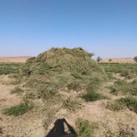 یونجه