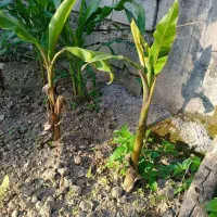 فروش فوری نهال پاجوش موز