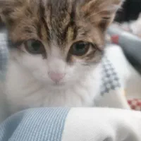 واگذاری رایگان