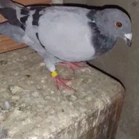 کبوتر غروب بازی|پرنده|گنبد کاووس, |دیوار