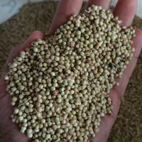 خریدار گشنیز نقد