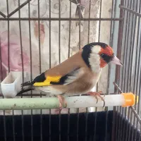 فروش سهره دوساله تازه صاف|پرنده|شیراز, تندگویان|دیوار