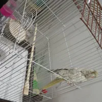 عروس هلندی نر|پرنده|مشهد, شایه|دیوار