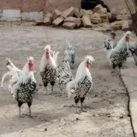 مرغ خروس اپنزلر سوئیسی