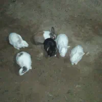 حیوان خانگی