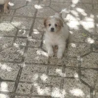 سگ های زیبا نر و ماده|سگ|مشهد, الهیه|دیوار