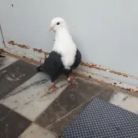 کربلایی سیاه|پرنده|گنبد کاووس, |دیوار