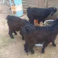 کهره نر چاق|حیوانات مزرعه|مرودشت, پشت سایپا|دیوار