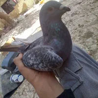 دوعدد کبوتر پلاکی