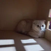 اسکاتیش کاراملی