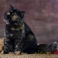 اگزاتیک شورت هیر|گربه|تهران, فردوس|دیوار