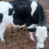 گاو سیمنتال دومنظوره درجه یک|حیوانات مزرعه|بجنورد, |دیوار