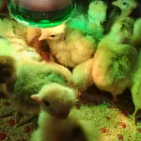 جوجه سه روزه گردن لخت