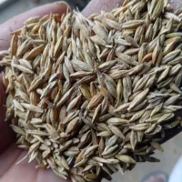 فروش جو محلی بذری الوی