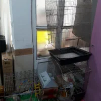 عروس هلندی قفس وتجهیزات فوری بعلت نیاز مالی