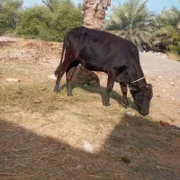 گوساله‌چاق‌داشتی‌گوشتی‌گاوجنس‌خوب‌بازدید‌راونگ