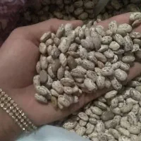 لوبیا چیتی وارگانیک شهرستان سراب