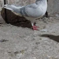 کبوتر|پرنده|مینودشت, |دیوار