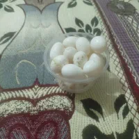 پرنده،تخم کبوتر