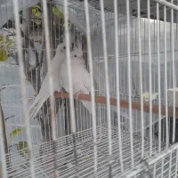 عروس هلندی|پرنده|گمیشان, |دیوار