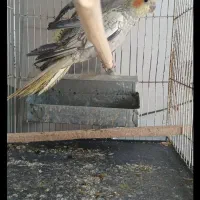 عروس هلندی|پرنده|نیشابور, بنیاد شهید|دیوار