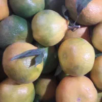 انارقارچ خرما پیارم خرمالو|خوردنی و آشامیدنی|یزد, |دیوار