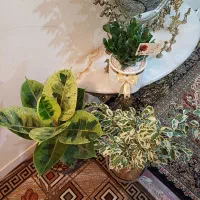 گل آپارتمانی