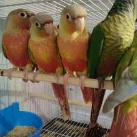 فروش گرینجیک  اناناسی رد. و دبل رد|پرنده|بجنورد, |دیوار