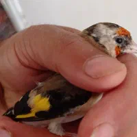 چندعددتهرانی خوب وجوجه گلبسر وجوجه سهره|پرنده|نورآباد, |دیوار