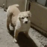 واگذاری توله نر ماده قدرجونی