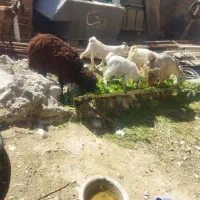 2عدد تیشتر نر، 1بره نر، 1بز گوند، یک بزکره ای نر