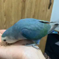 طوطی کوتوله برزیلی