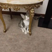 واگذاری گربه رایگان|گربه|اندیشه, اندیشه فاز ۲|دیوار