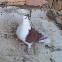 کبوتر ماده سرخ دمگیر دوبحر کاکلی