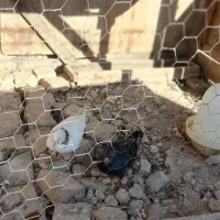 کبوتر|پرنده|گمیشان, |دیوار