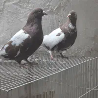 ۲عددنر پاکستانی روشن گردن کلفت|پرنده|تربت‌حیدریه, ۴۵ متری|دیوار