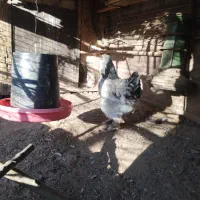 مرغ خروس وارداتی اصل برهما|حیوانات مزرعه|بانه, |دیوار