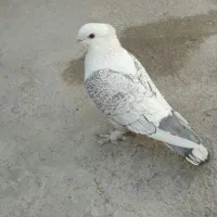 کفترکبوتربلژیکی