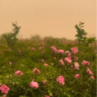 زمین-کشاورزی
