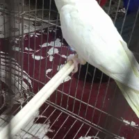 جفت عروس هلندی